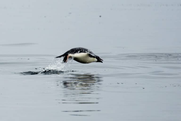 Brown Bluff-2016-Tabarin Peninsula–Adélie penguin (Pygoscelis adeliae) 01 Brown Bluff-2016-Tabarin Peninsula–Adélie penguin (Pygoscelis adeliae) 01