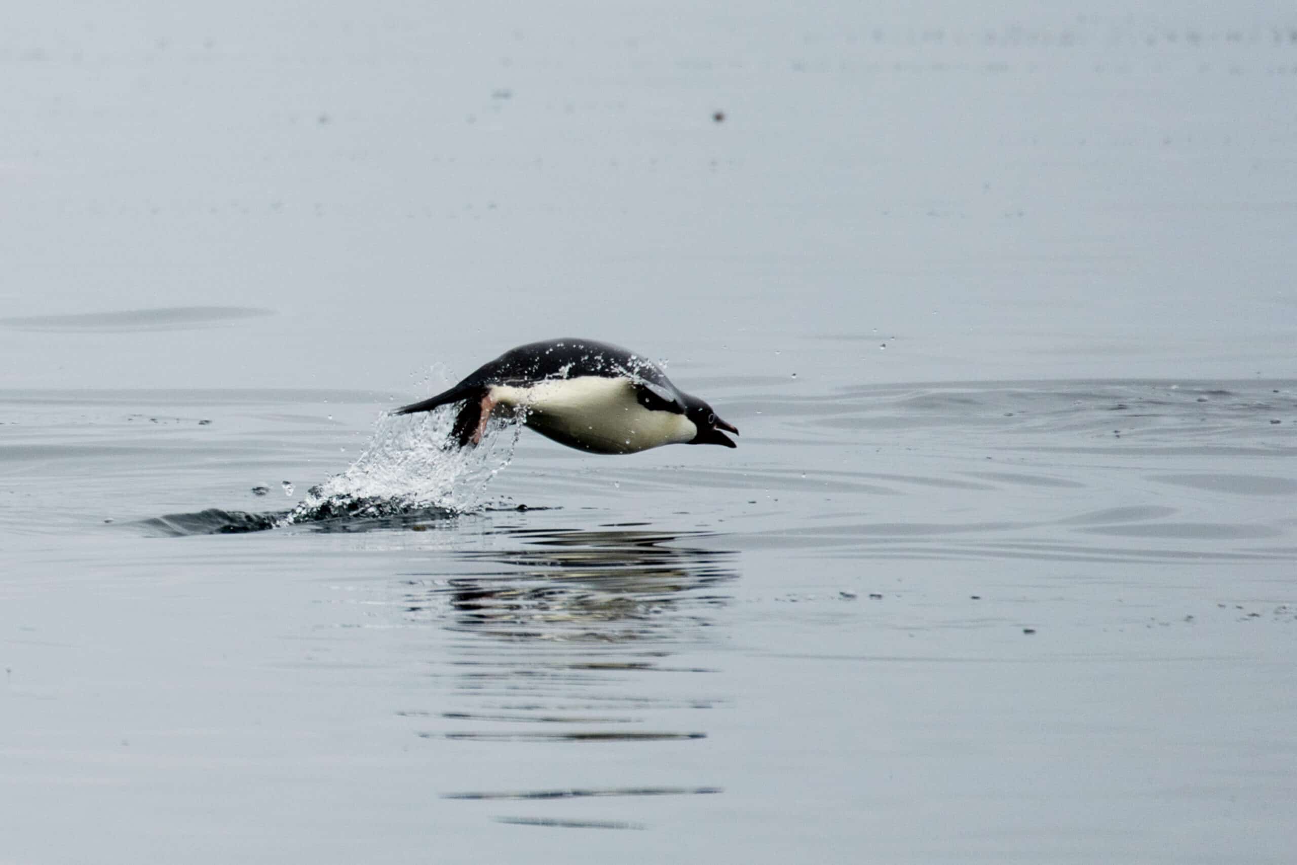 Brown Bluff-2016-Tabarin Peninsula–Adélie penguin (Pygoscelis adeliae) 01 Brown Bluff-2016-Tabarin Peninsula–Adélie penguin (Pygoscelis adeliae) 01