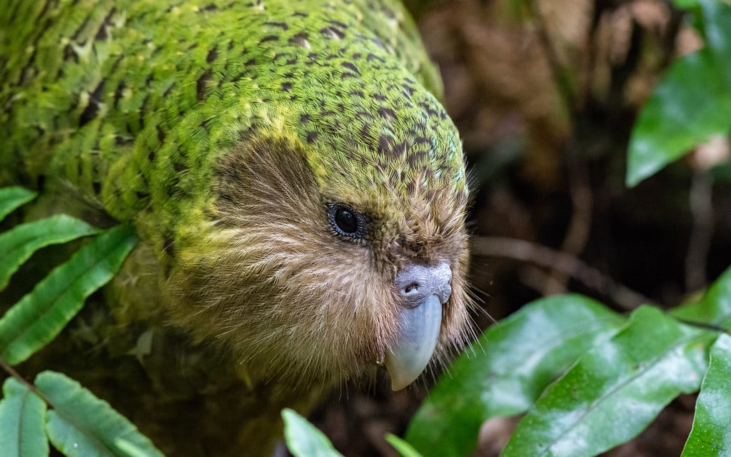 ‘Sirocco’ Strigops habroptilus (Kākāpō)