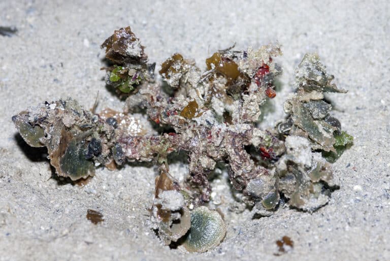 Velcro crab (Camposcia retusa)