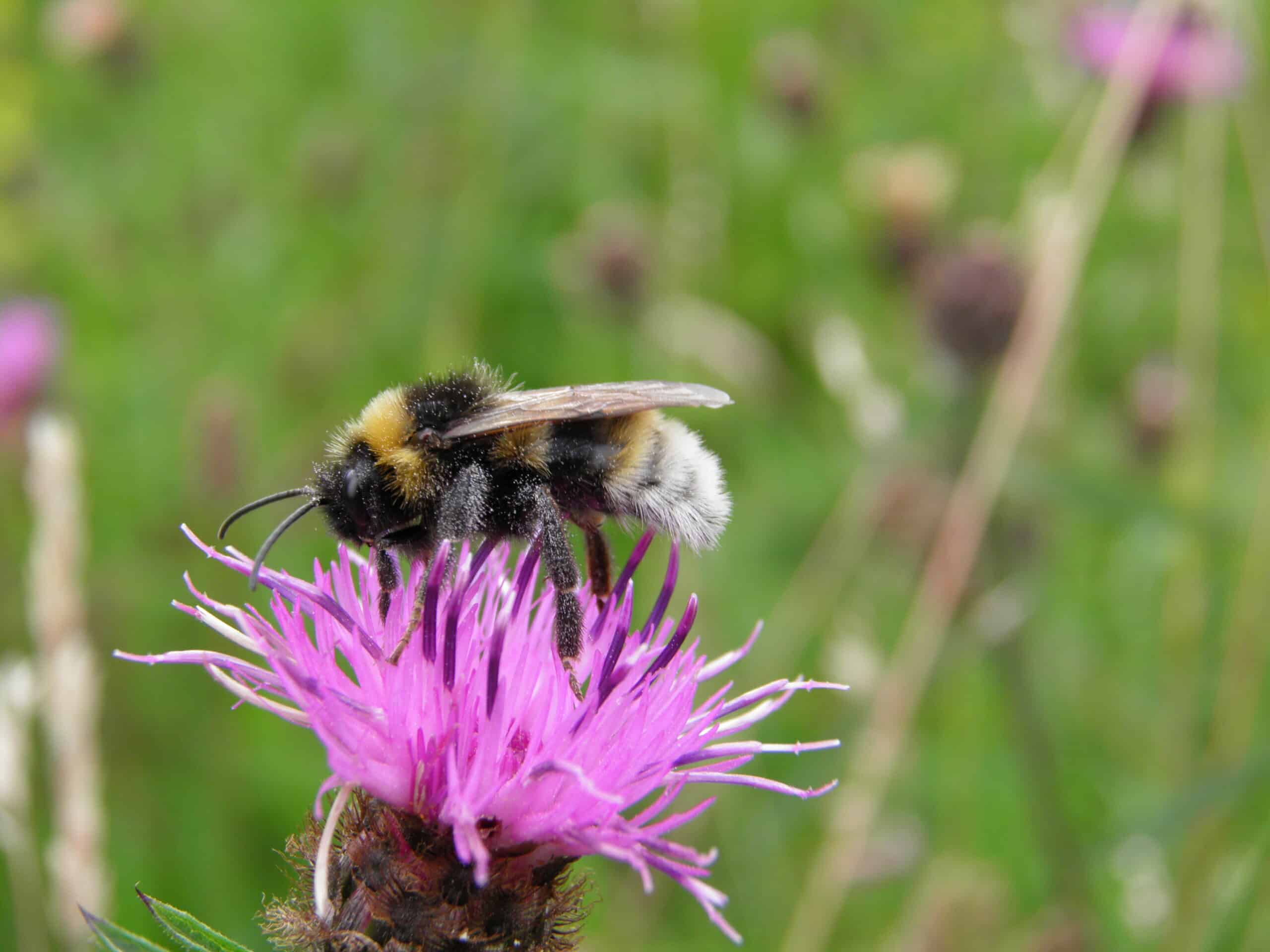Vestal Cuckoo Bumblebee