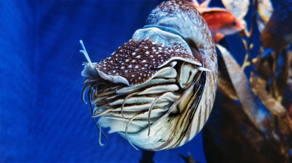 Emperor Nautilus – Boneless Beauties at SEA Aquarium