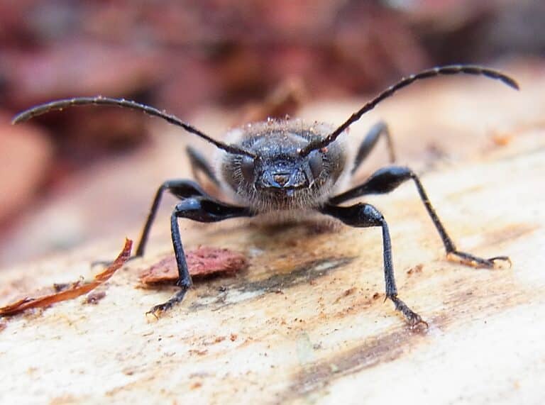 Hylotrupes bajulus front