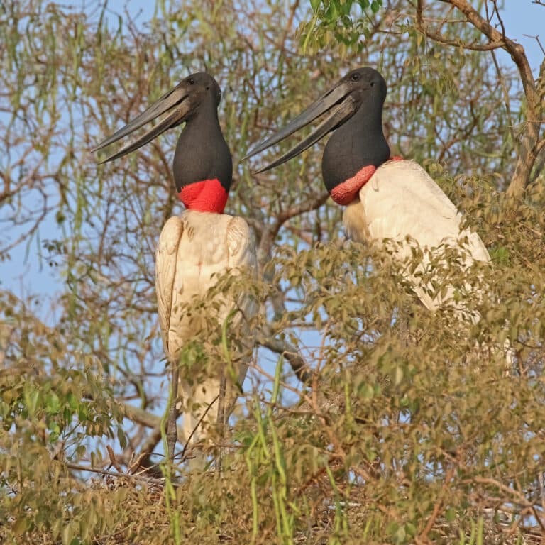 File:Jabirus (Jabiru mycteria) on nest.JPG