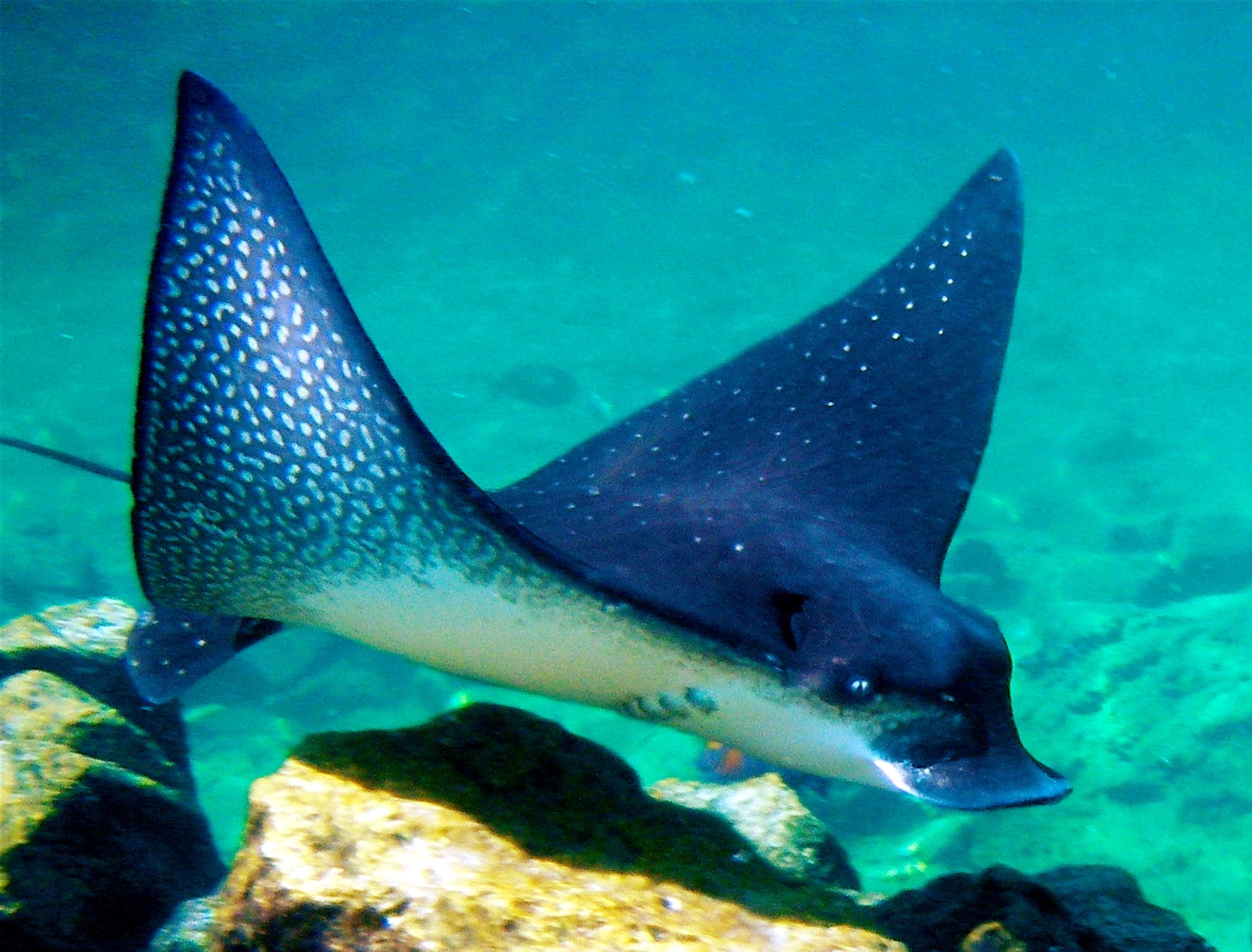 Eagle Ray closeup