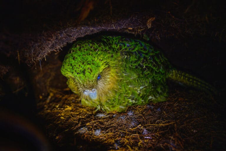 ‘Ruth’ Strigops habroptilus (Kākāpō)