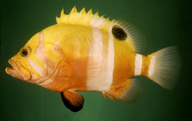 Garish Hind  Neptune Grouper