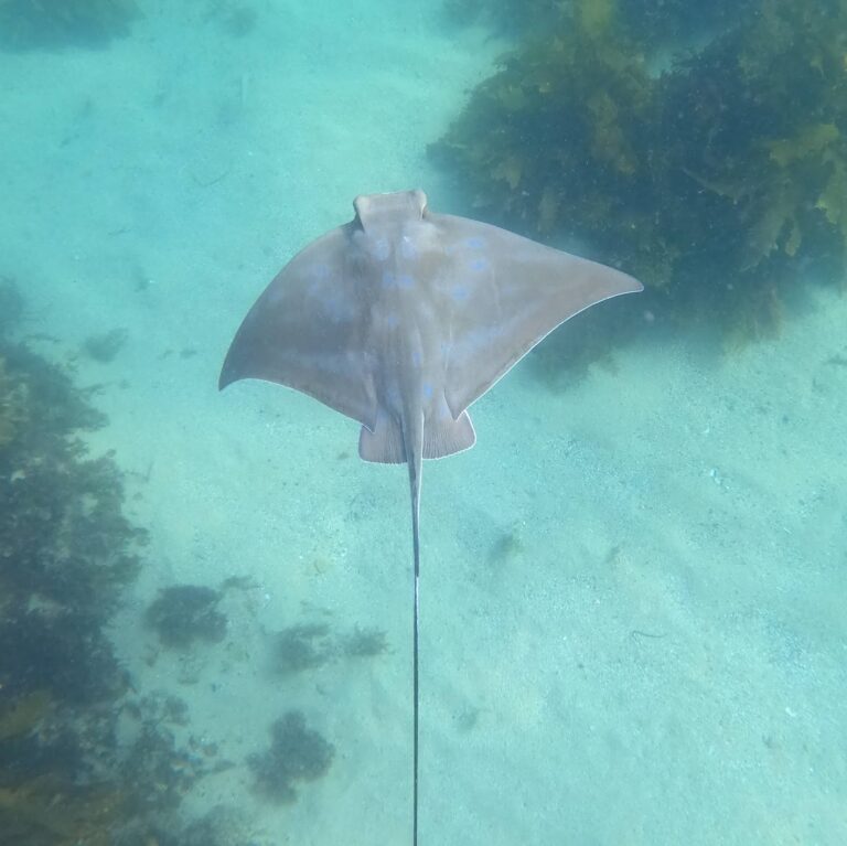 Eagle ray (Cabbage Tree Bay) (cropped)