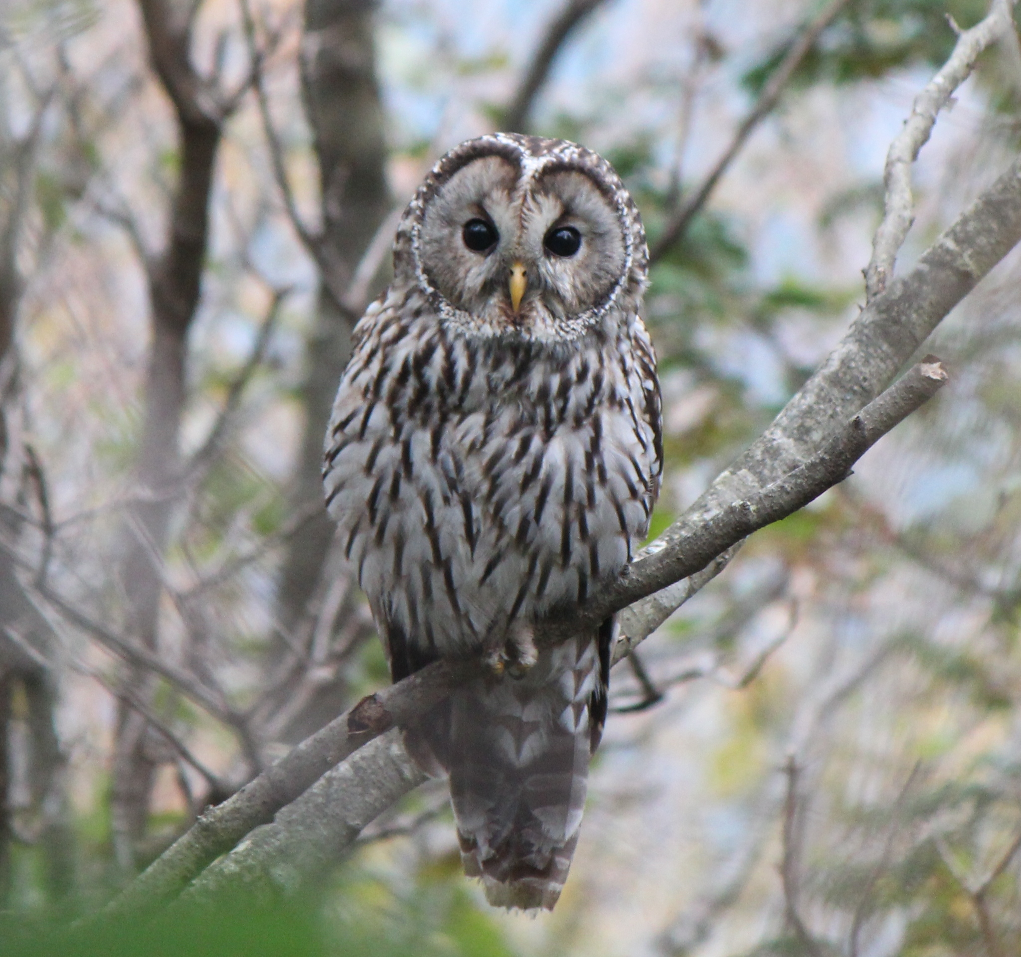 Ural owl