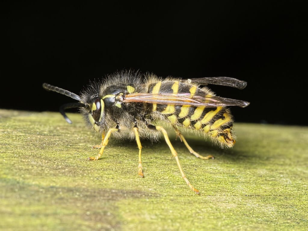Vespula vulgaris M
