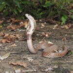 Indian Cobra