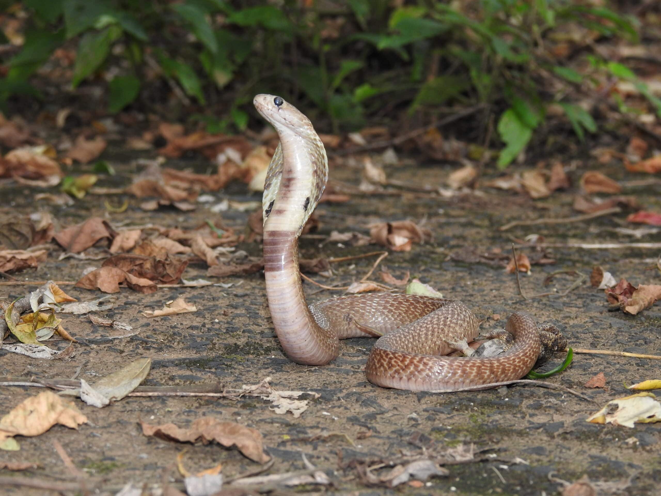 Indian Cobra