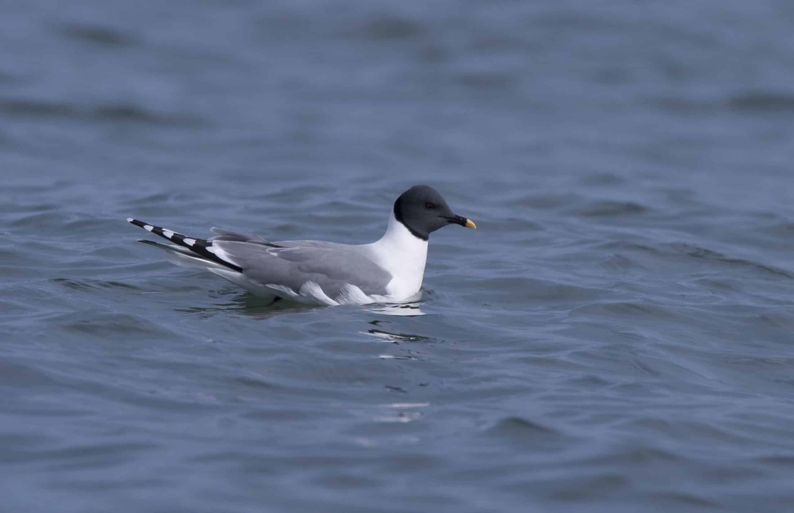 Xeme (Sabine’s Gull)