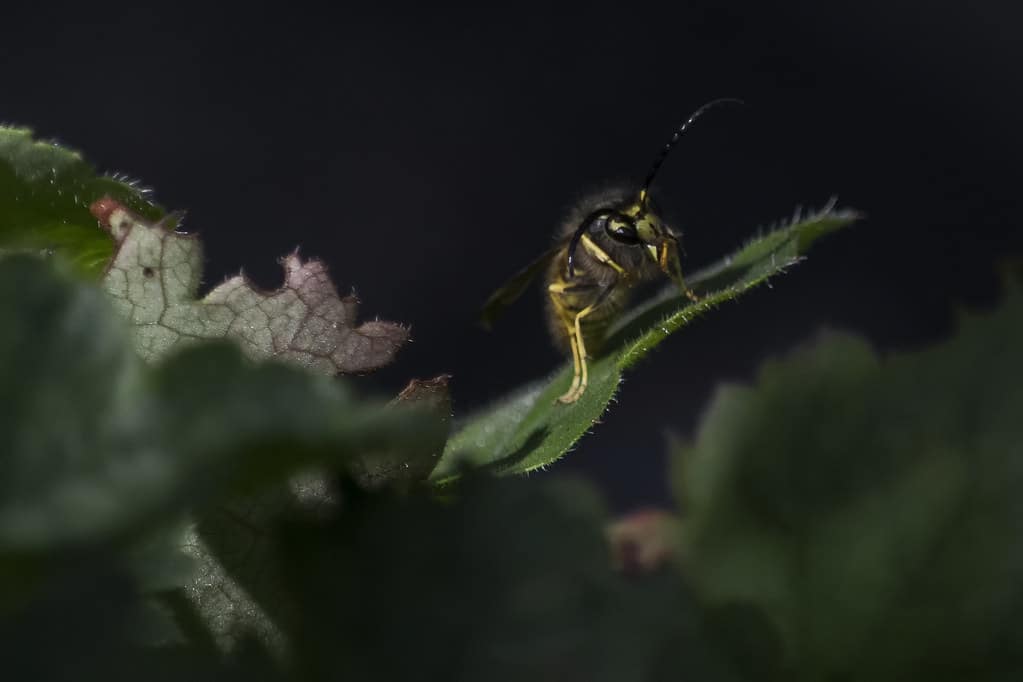Wesp/ Wasp – Vespula vulgaris