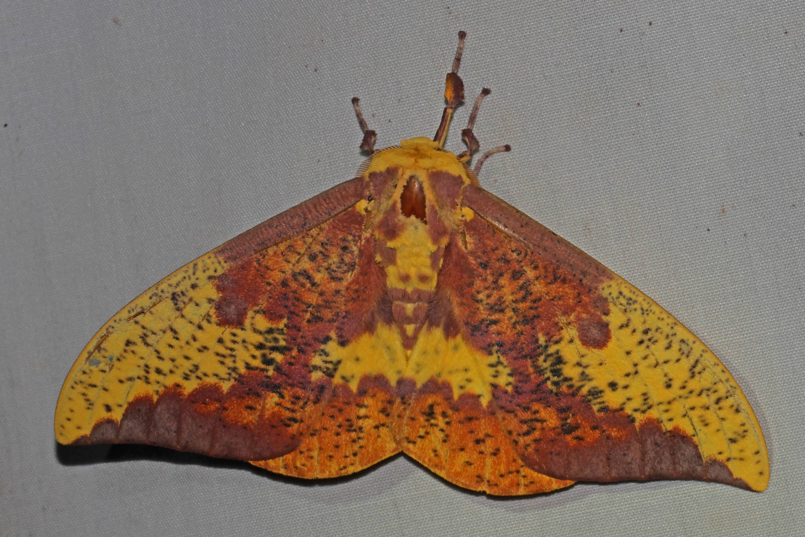 Imperial Moth – Eacles imperialis, Woodend Sanctuary, Chevy Chase, Maryland