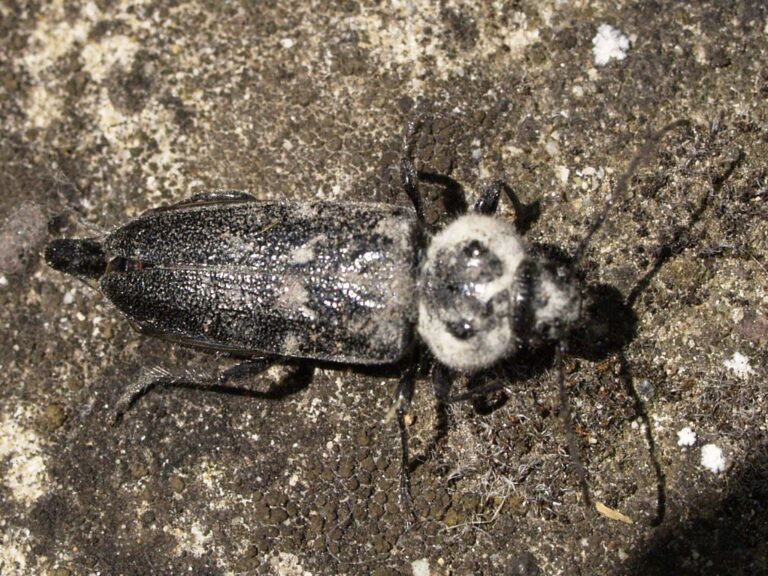 Hylotrupes bajulus