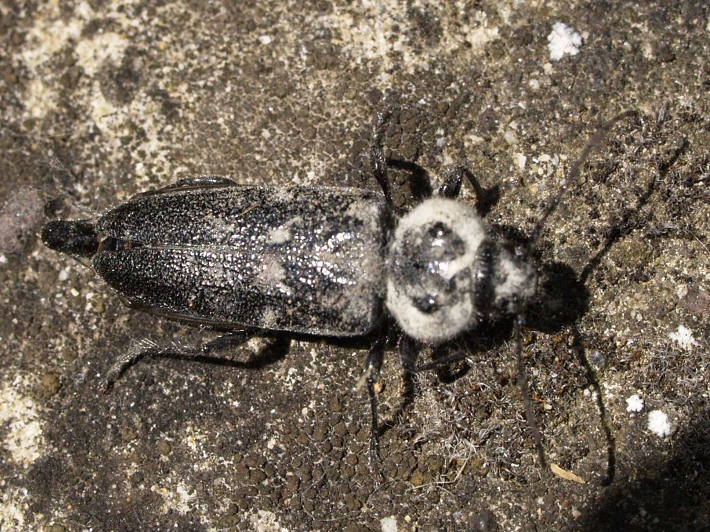 Hylotrupes bajulus