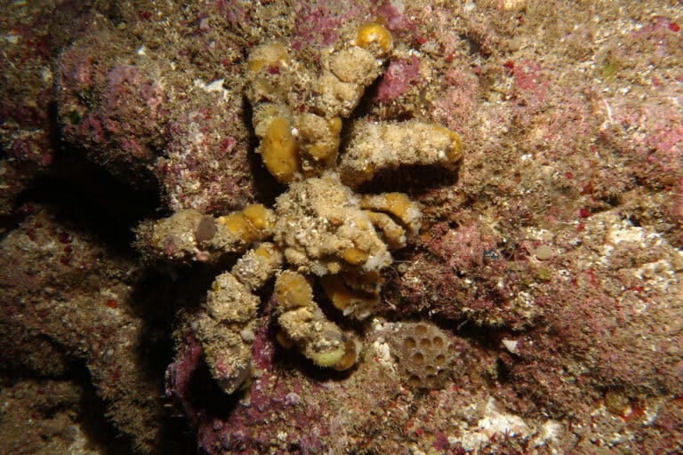 Decorator Crab, Camposcia retusa (Latreille, 1829) Decorator Crab