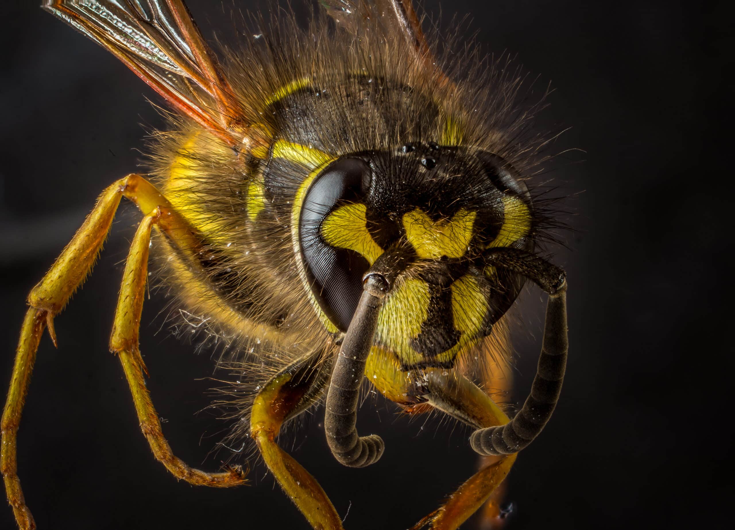 Common wasp – Gemeine Wespe (Vespula vulgaris) 2020-08-30  Wasp