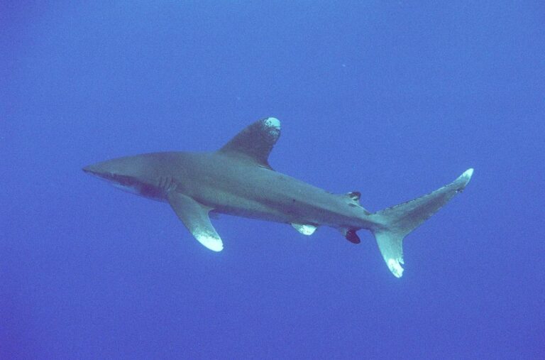 Requin océanique (Carcharhinus longimanus) (Ifremer 00618-73020 – 28894) Requin océanique (Carcharhinus longimanus) (Ifremer 00618-73020 – 28894)