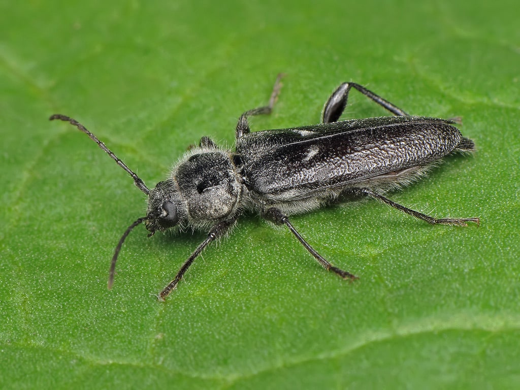 Hylotrupes bajulus