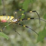 Joro Spider