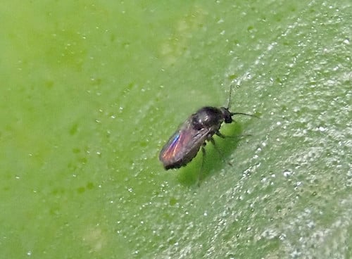 Ceratopogonidae: 2 mm