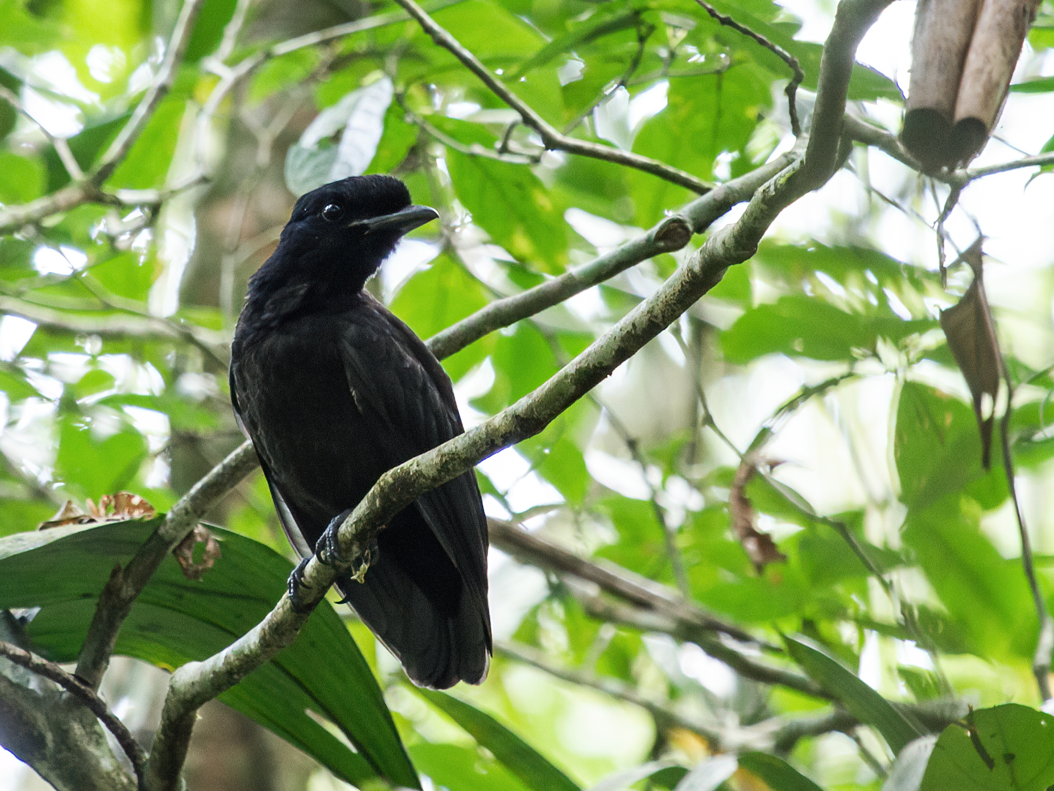 Umbrellabird