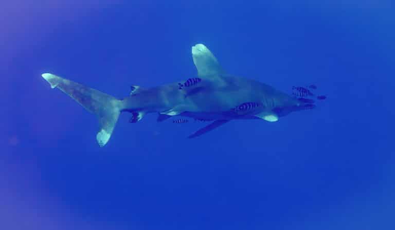 Oceanic White-tip Shark (Carcharhinus longimanus) & Pilot Fish (Naucrates ductor) Oceanic White-tip Shark (Carcharhinus longimanus) & Pilot Fish (Naucrates ductor)