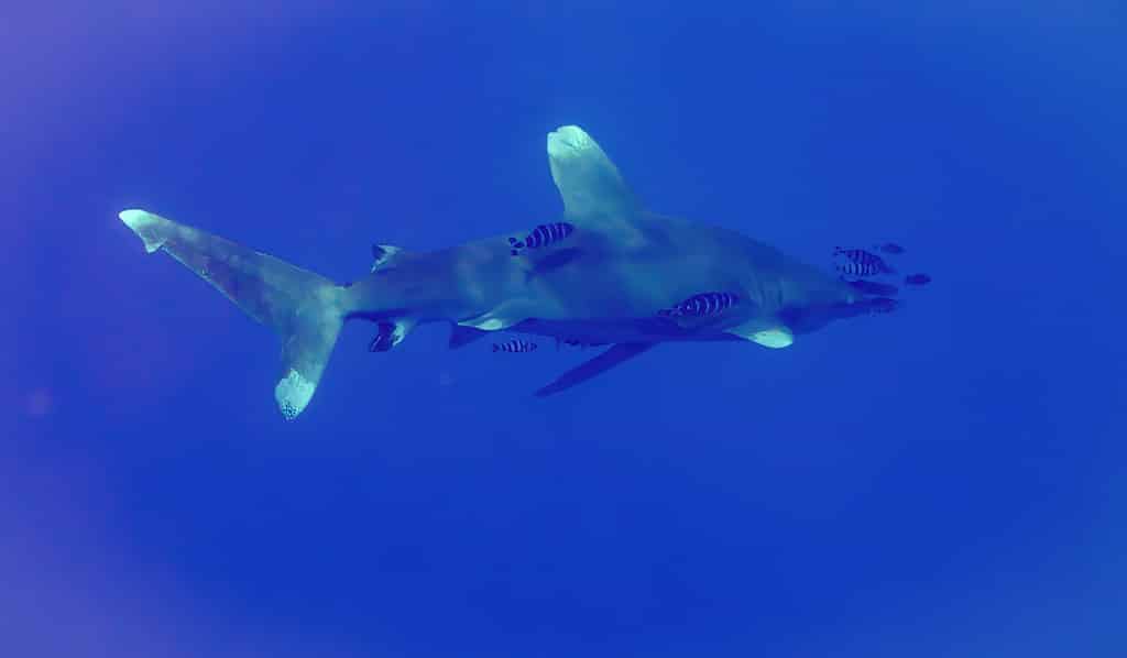 Oceanic White-tip Shark (Carcharhinus longimanus) & Pilot Fish (Naucrates ductor) Oceanic White-tip Shark (Carcharhinus longimanus) & Pilot Fish (Naucrates ductor)