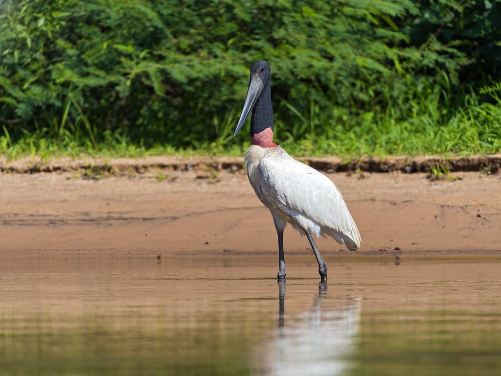 Jabiru at the water
