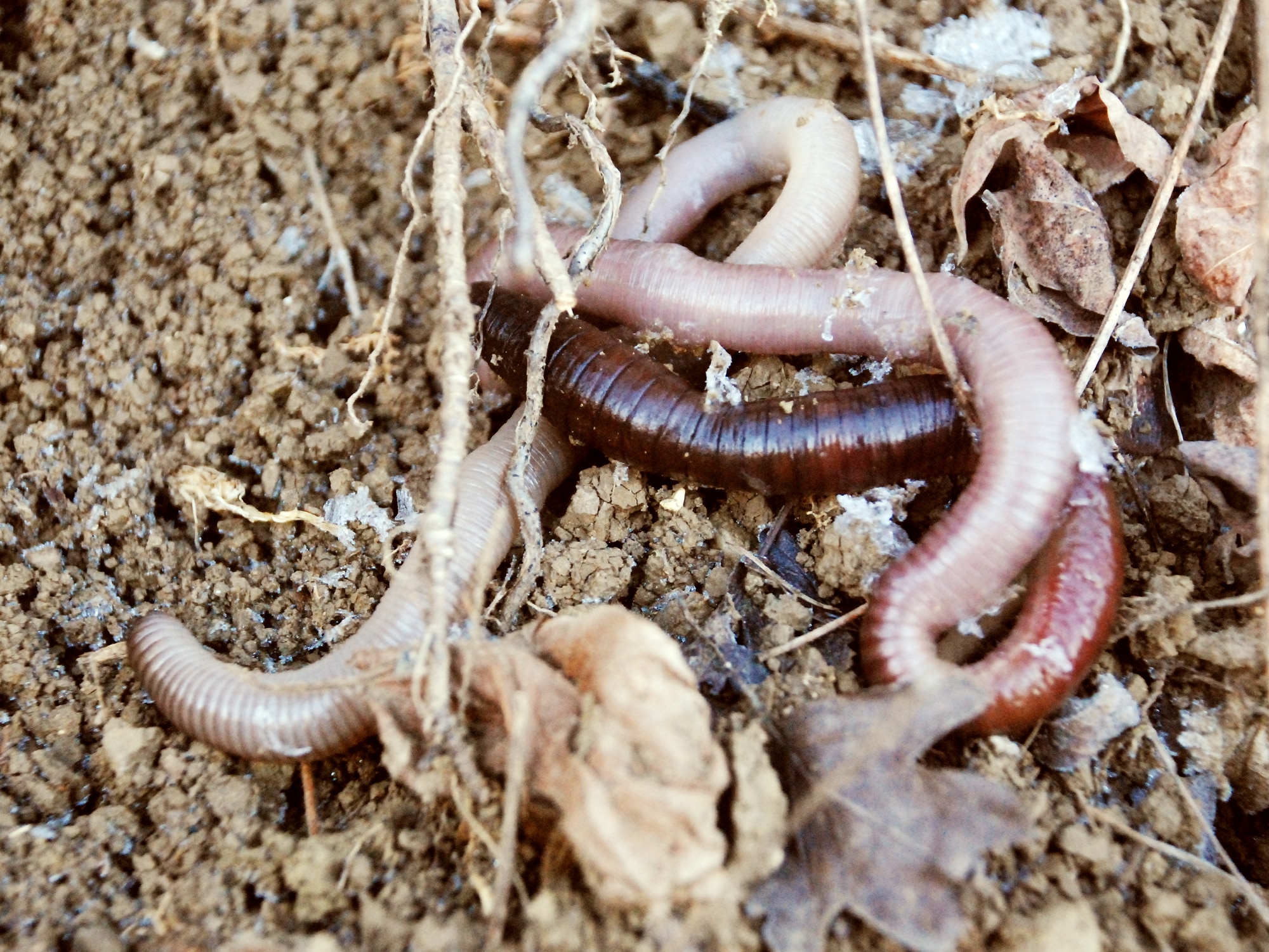Earthworm 1