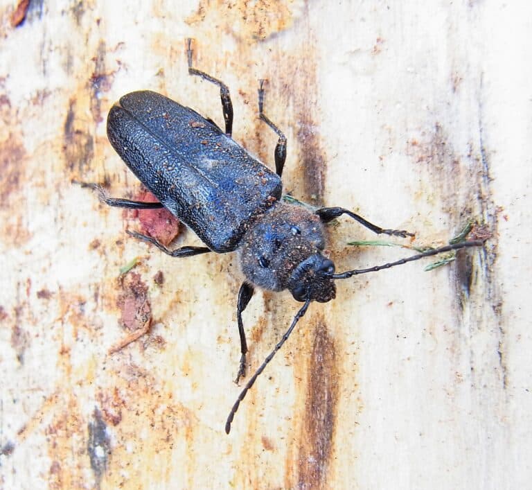 Hylotrupes bajulus up2