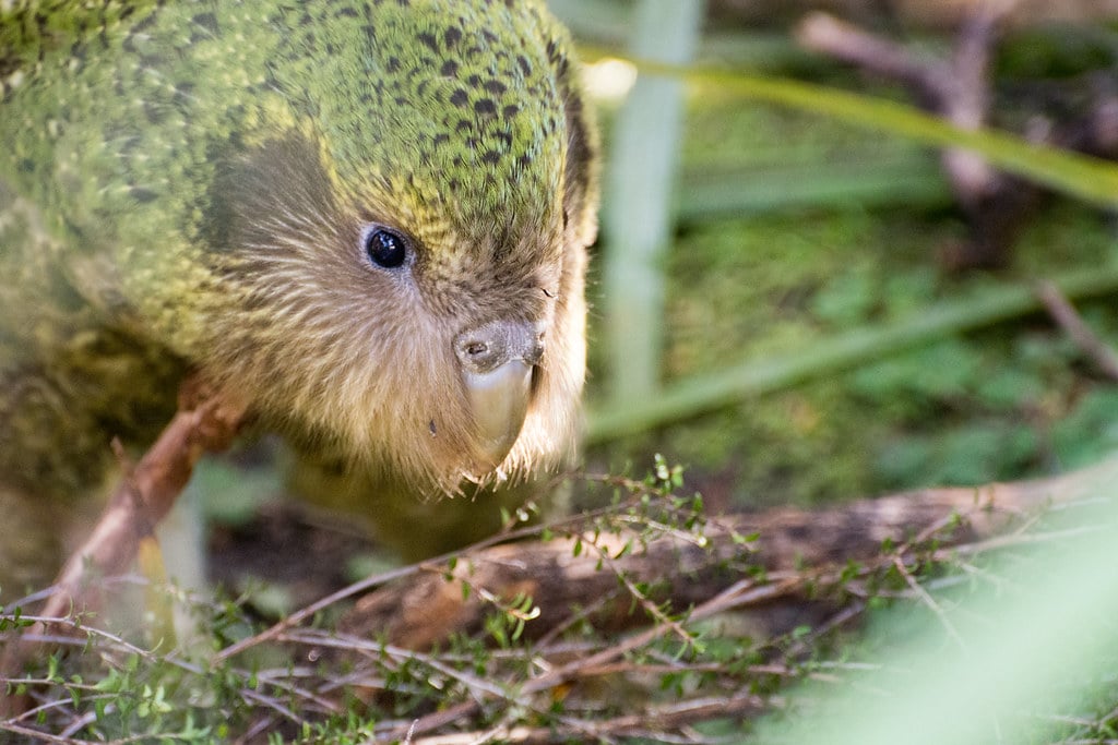 ‘Jamieson’ Strigops habroptilus (Kākāpō)