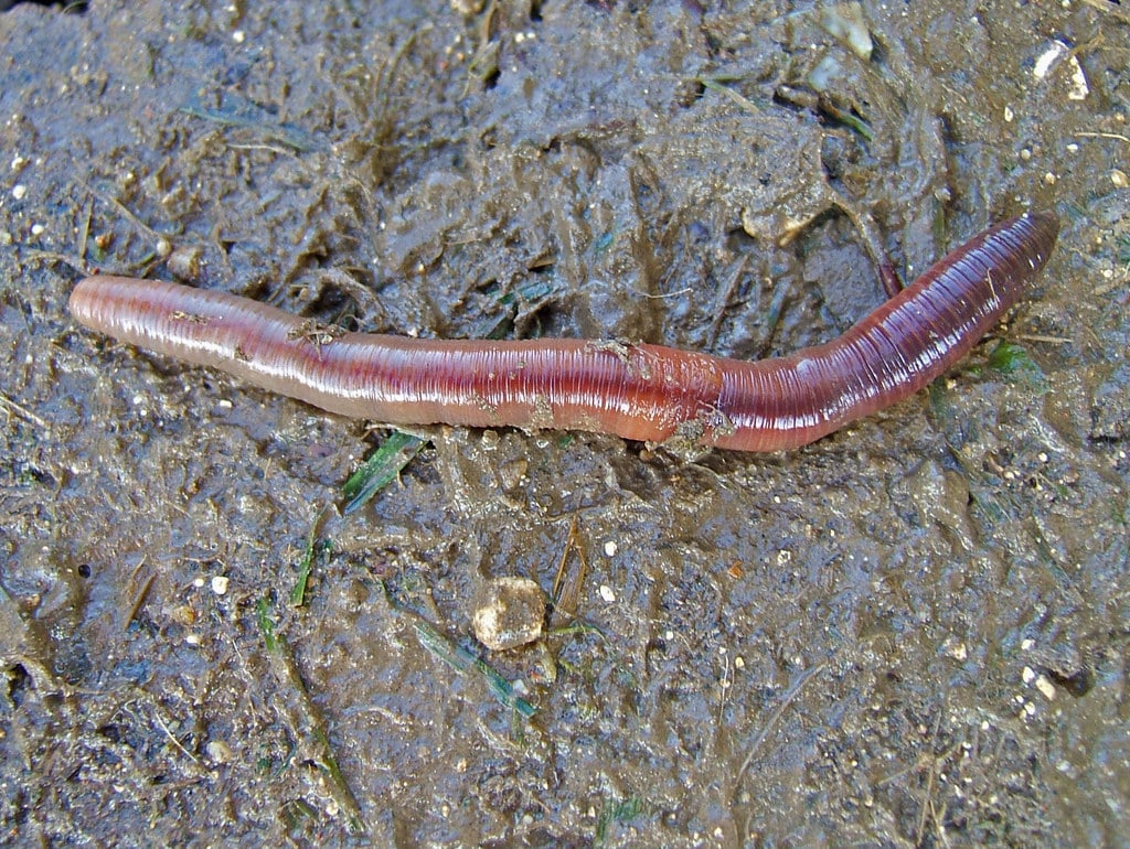 Earthworm in Mud