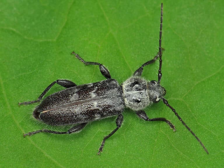 Hylotrupes bajulus