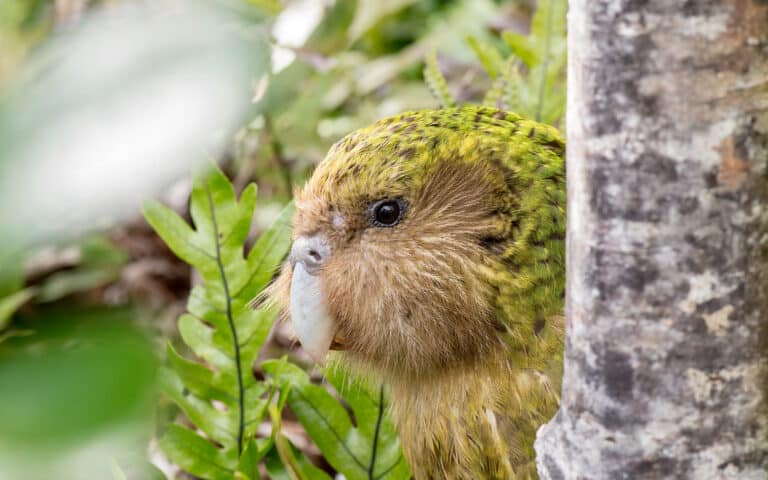 ‘Sirocco’ Strigops habroptilus (Kākāpō)