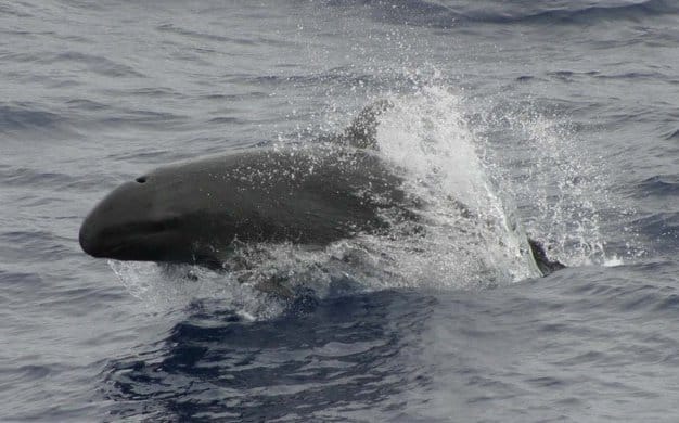 False killer whale 890002 cropped 3 False killer whale 890002 cropped 3
