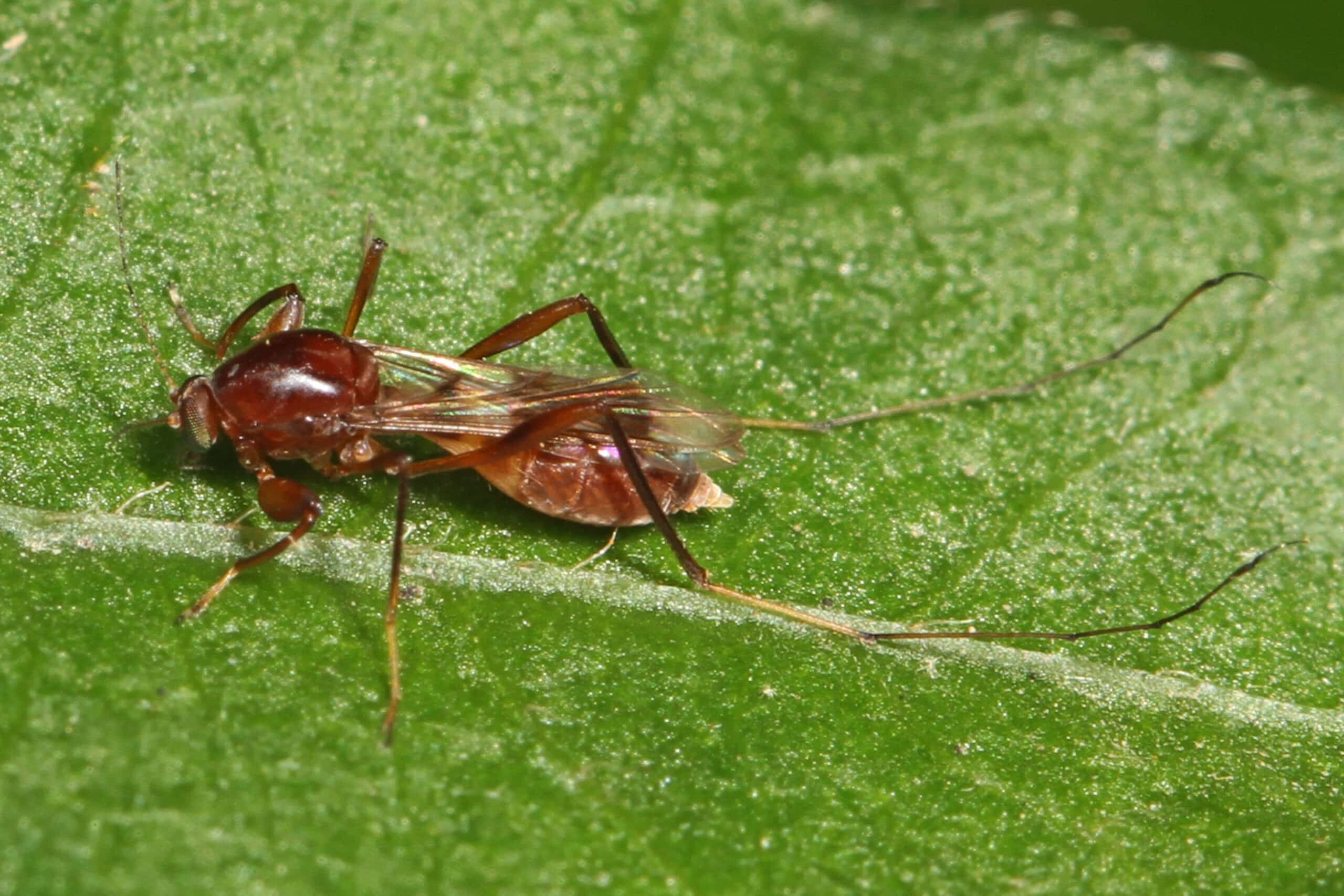 Biting Midge – Heteromyia prattii, Allens Fresh, Maryland