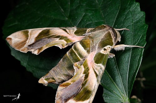 090220 台北 景美 仙跡岩 夾竹桃天蛾 Daphnis nerii (Linnaeus, 1758) Female