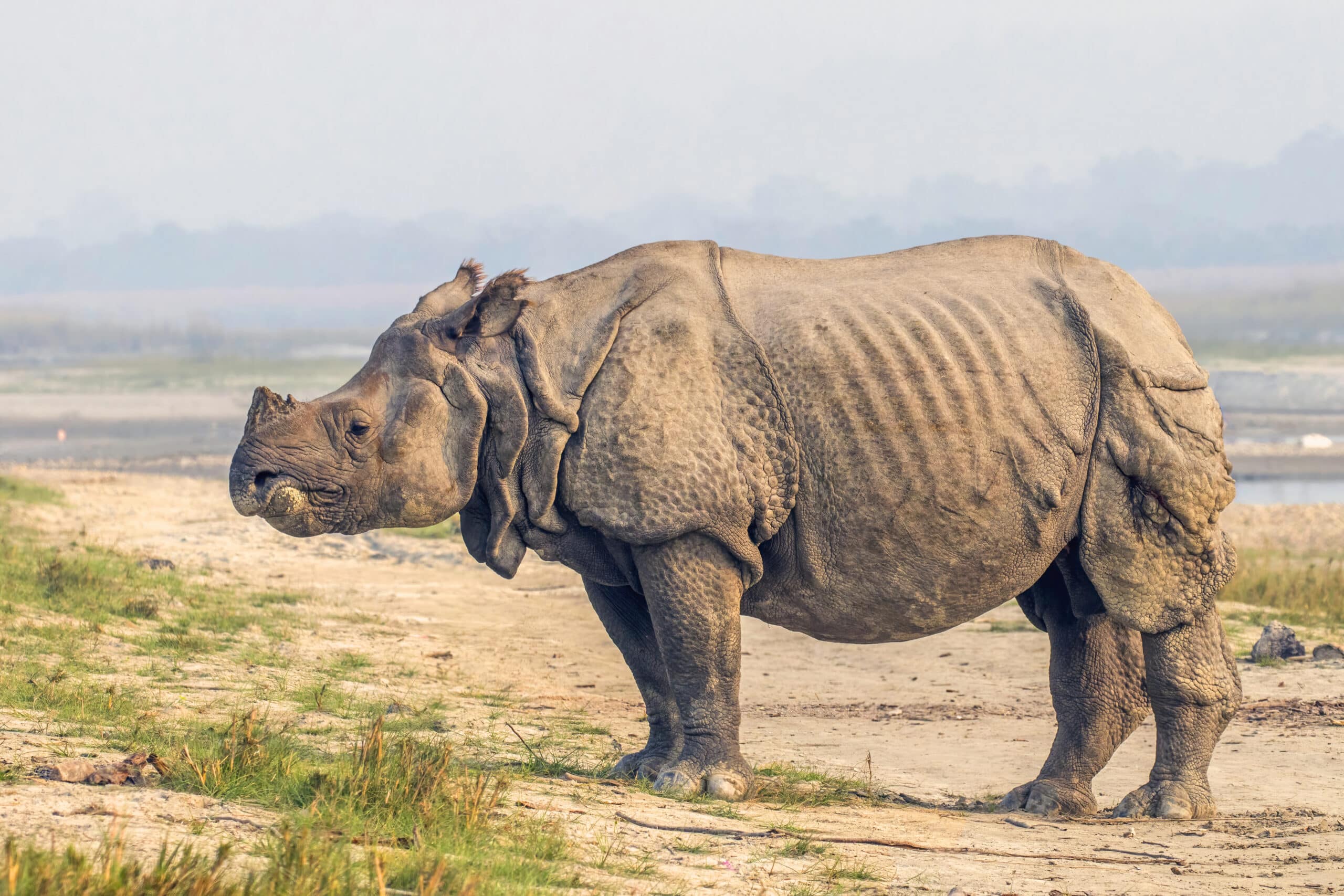 Indian Rhinoceros