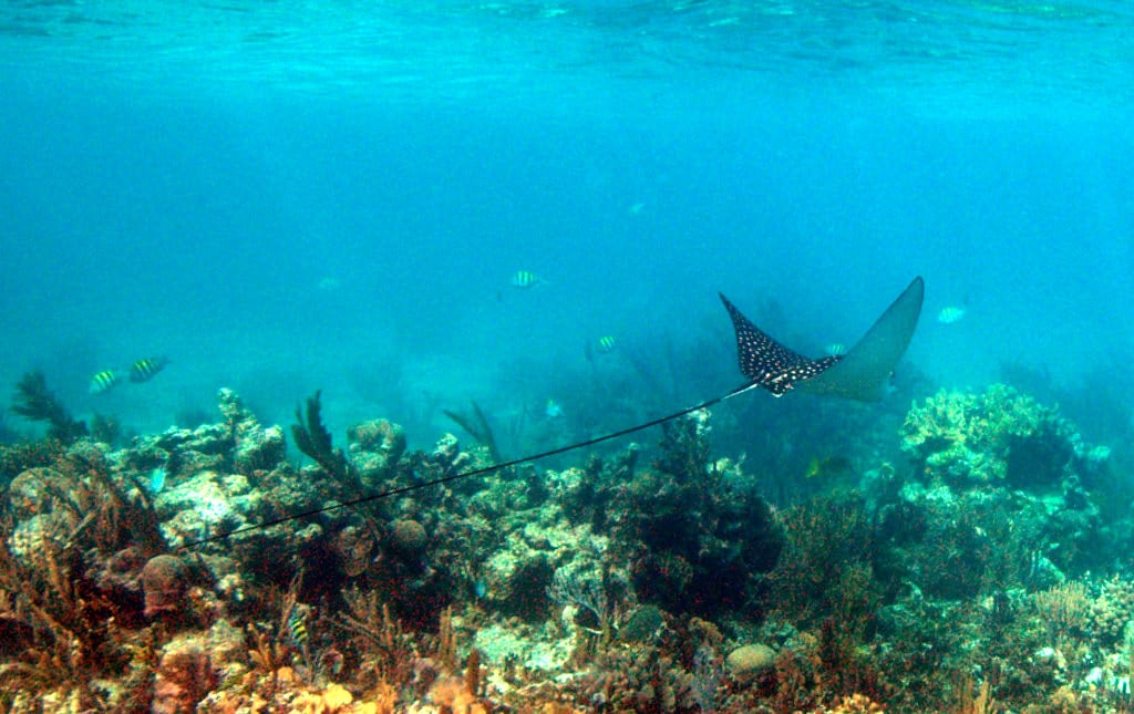Spotted Eagle Ray