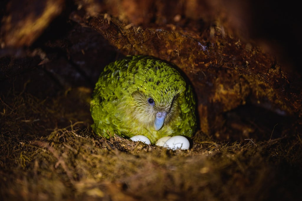‘Ninihi’ Strigops habroptilus (Kākāpō)