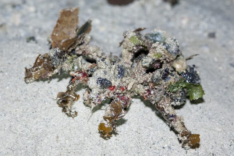 Velcro crab (Camposcia retusa)