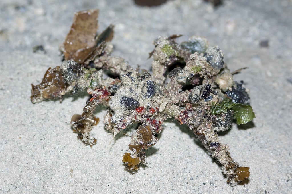 Velcro crab (Camposcia retusa)
