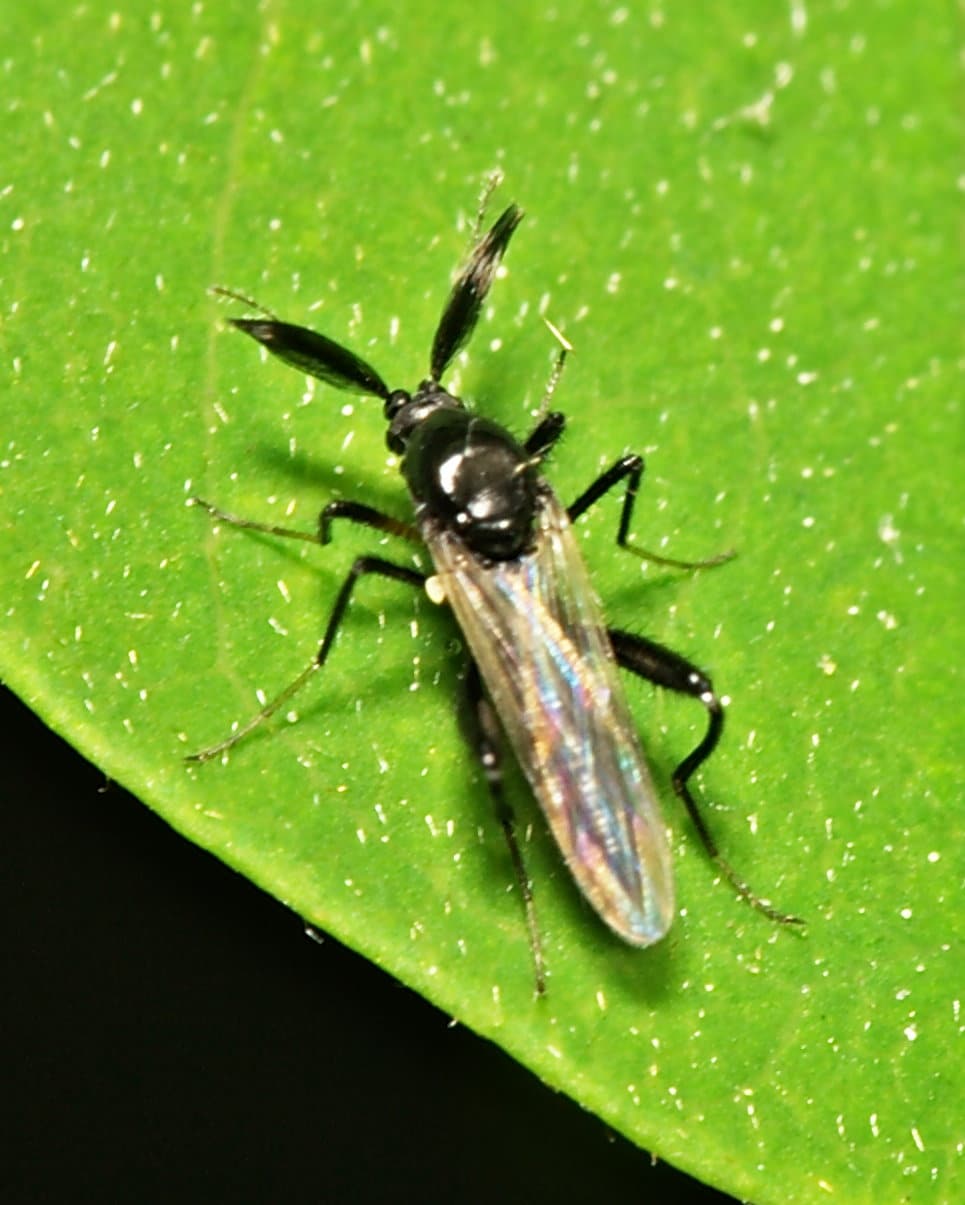 Ceratopogonidae.male