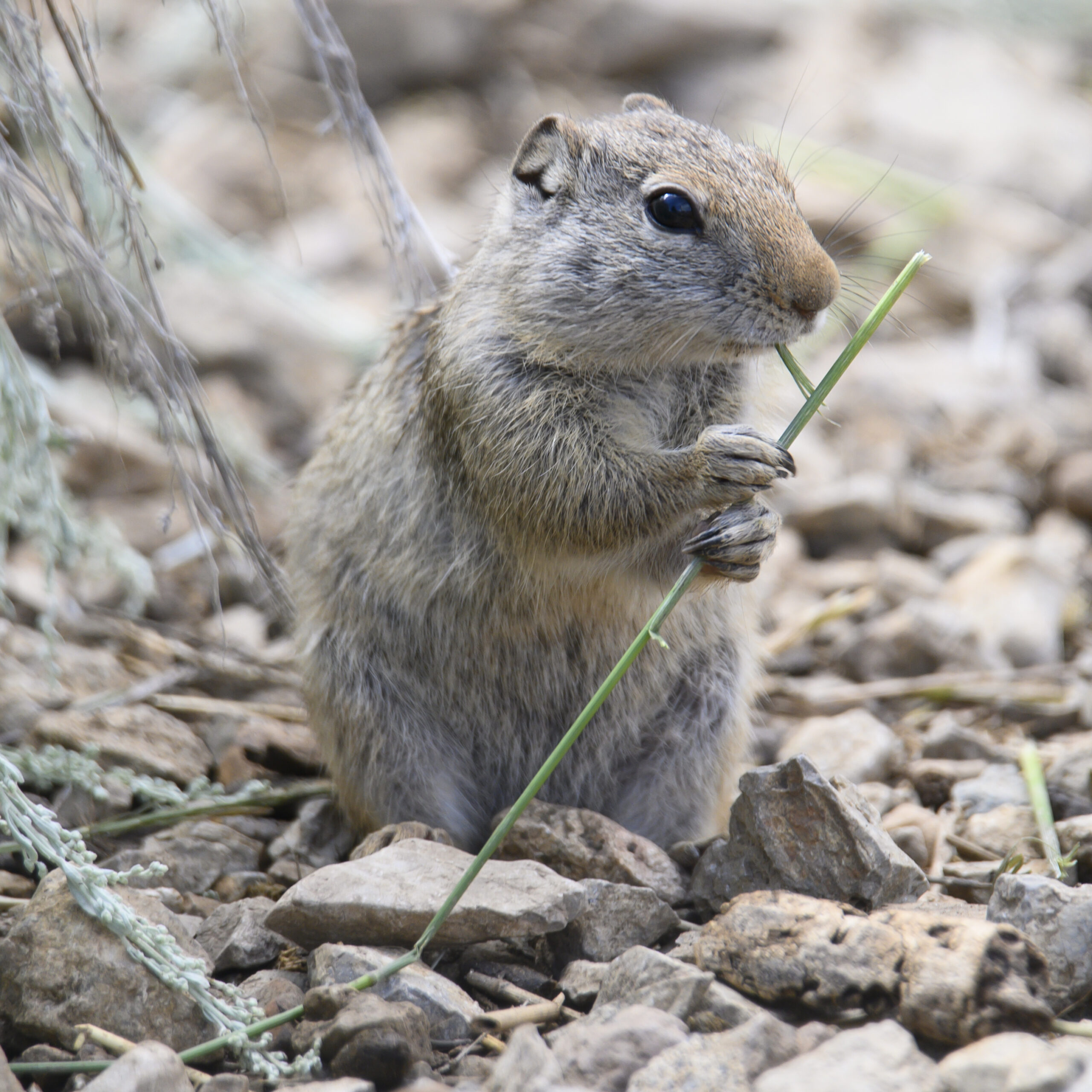 Uinta Ground Squirrel