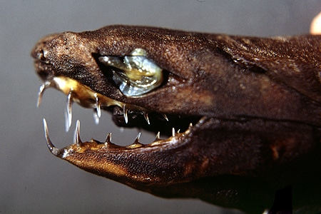 Viper Shark (dogfish)
