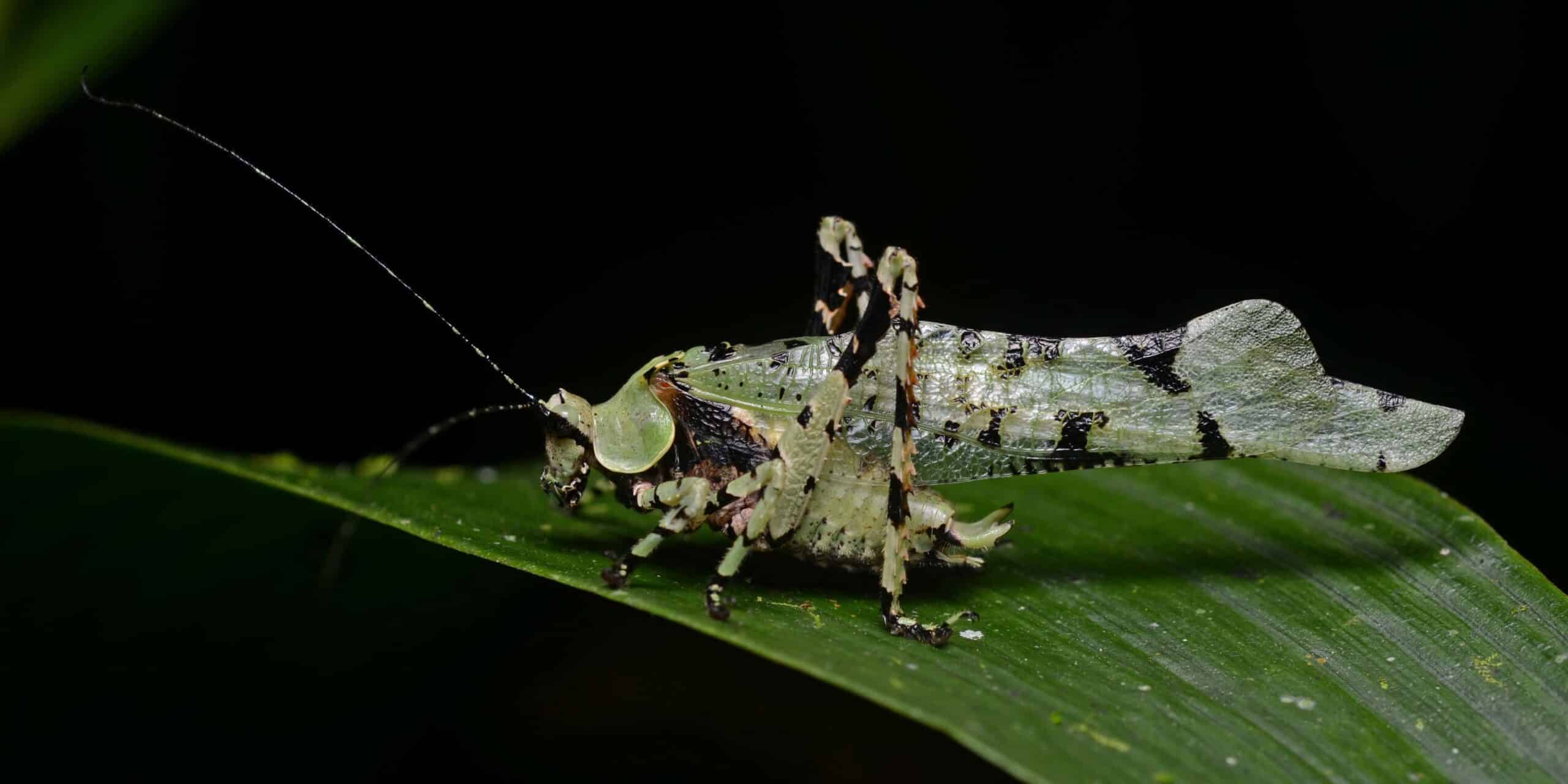 Flickr – ggallice – Katydid Flickr – ggallice – Katydid