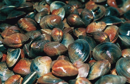 Quahog Clam